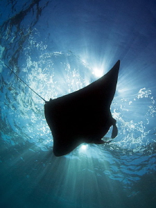 "Manta Silhouette" by Henry Jager 